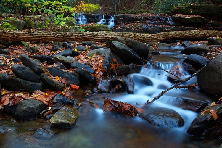 fallen-tree-forest-stream-waterfalls ForestWander
